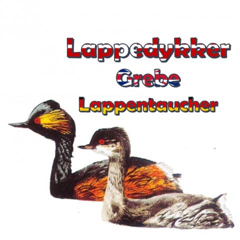 Lappedykker